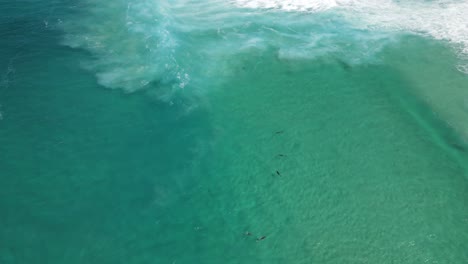 Delfines-Con-Olas-Rompiendo-En-Albany,-Australia-Occidental