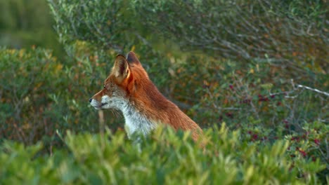 Red-Fox-hiding-between-green-bushes,-looking-around,-golden-hour,-static