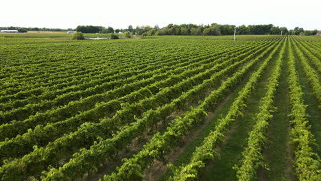 Flying-Over-Picturesque-Vineyard-At-Henry-of-Pelham-Family-Estate-Winery-In-Ontario,-Canada