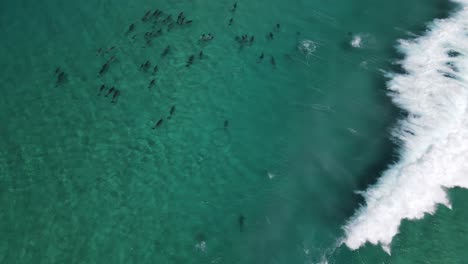 Aerial-drone-footage-of-a-Pod-of-dolphins-riding-waves-in-Albany-Western-Australia-pt-2