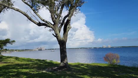 Tree-in-park-with-Hathaway-bridge-over-bay-in-background-on-beautiful-summer-day-in-gorgeous-Panama-City