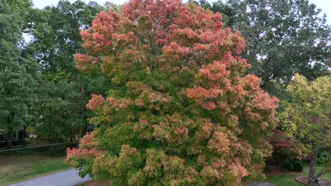 Aerial-Of-Sugar-Maple-in-the-Fall