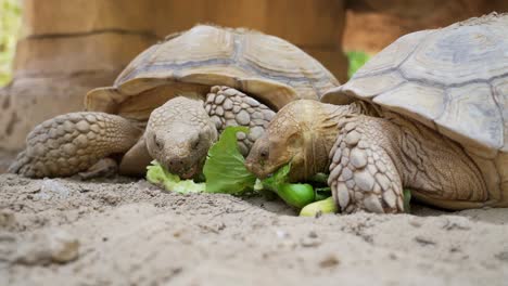 A-turtle-enjoying-their-food