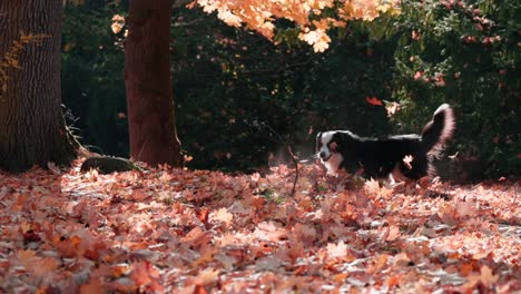 Zeitlupenaufnahme-Eines-Border-Collie-Hundes,-Der-Im-Herbst-In-Einem-Park-Mit-Roten-Blättern-Auf-Dem-Boden-Um-Den-Ball-Läuft