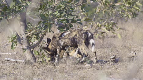 African-wild-dog-or-painted-dog,-two-under-a-bush,-one-walks-off-with-a-bone