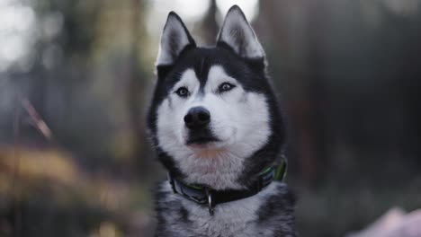 Close-shot-of-Husky-dog-turning-his-head-towards-the-camera-in-slowmotion