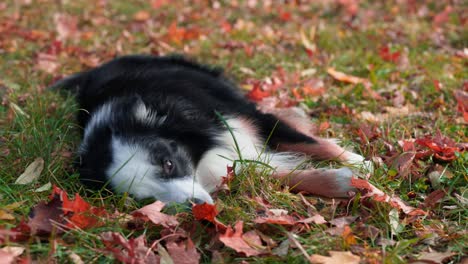 Border-collie-dog-lying-in-the-middle-of-the-grass-then-gets-up-and-lays-back-down-in-the-park-with-red-leaves-on-the-ground-during-autumn-time