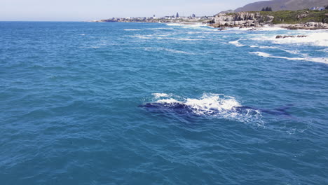 Southern-Right-whales-close-to-rocky-coastline,-Walker-Bay,-Hermanus