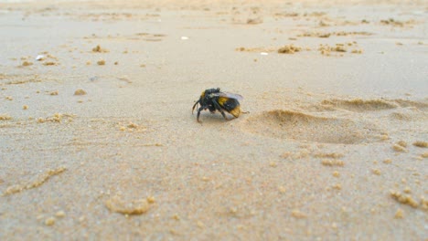 Large-exhausted-bumble-bee-dying-on-sandy-beach-2