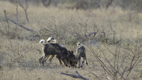 Afrikanischer-Wildhund-Oder-Gemaltes-Hunderudel,-Jugendliche,-Die-Mit-Einem-Impala-Kopf-Spielen