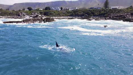Whale-slaps-flipper-and-plays-close-to-rocky-shore-in-Hermanus,-South-Africa
