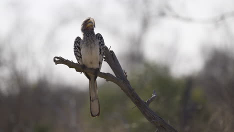 Southern-Yellow-billed-Hornbill-perched,-scratching-head,-Kruger-N
