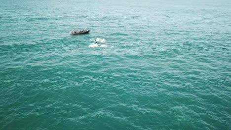 Luftaufnahme-Von-Mutter--Und-Kalbsbuckelwalen,-Die-Durchbrechen