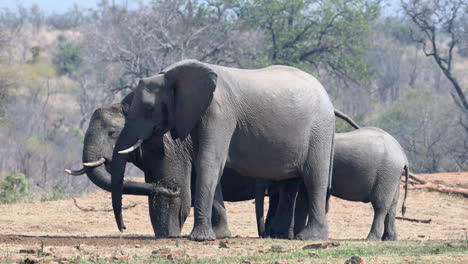 Afrikanischer-Elefant-Wirft-Wasser-Aus-Einem-Gegrabenen-Loch-Im-Sand,-Slowmotion,-120fps