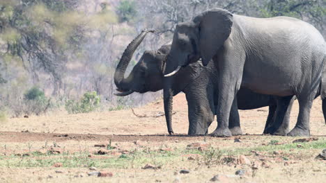 Elefante-Africano-Tirando-Agua-De-Un-Agujero-Excavado-En-La-Arena,-Cámara-Lenta,-120fps
