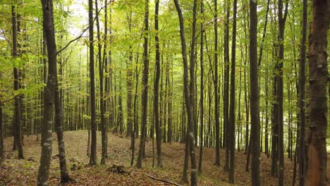 Schöner-Herbstwaldspaziergang,-Ländliche-Szene-In-Der-Herbstsaison