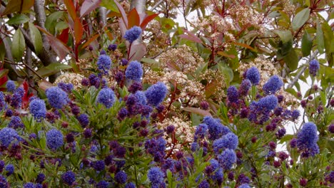 Mid-shot-of-ceanothus-and-red-robin-in-full-flower