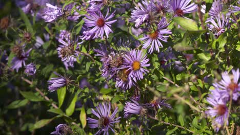 Bienen-Haben-Harte-Arbeit-Beim-Sammeln-Von-Pollen-Auf-Lila-Blüten-Im-Herbst-Auf-Blumen-In-Boise,-Idaho