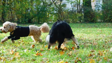 slowmontion-shot-of-a-Goldendoodle-steals-the-ball-from-a-Border-collie-dog-and-runs-away-from-him-towards-the-camera