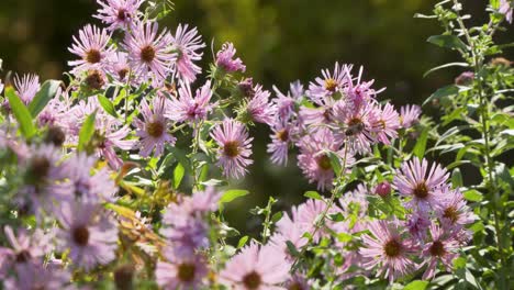 Lila-Blüten-An-Einem-Warmen-Sonnigen-Tag-Mit-Bienen-In-Boise,-Idaho