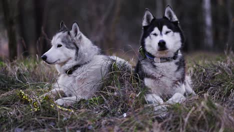 Shot-of-two-Husky-dogs-sitting-in-the-middle-of-the-grass-looking-around-them-and-enjoying-the-environment