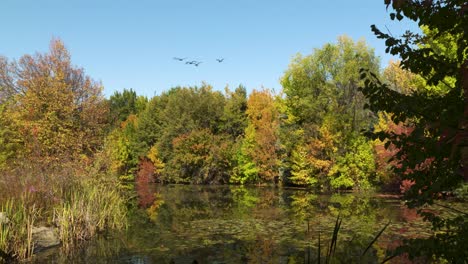 Fall-colors-are-in-full-bloom-in-Boise,-Idaho-at-a-park-with-a-pond-and-geese-flying-overhead
