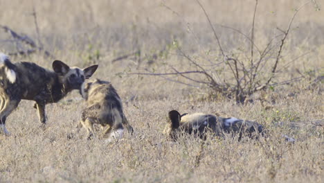 African-wild-dog--or-painted-dog-playing-together