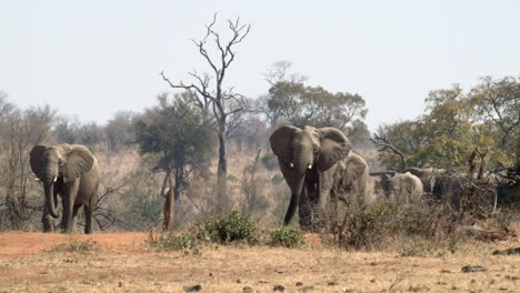 Familia-De-Elefantes-Africanos-Caminando-Por-Bosques,-Cámara-Lenta-120fps