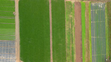 Aerial-aerial-shot-of-a-field-of-lettuce-cultivated-symmetrically-in-different-shades-of-green