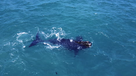 Drone-view-of-Southern-Right-whale-calf-opening-and-closing-its-mouth-at-surface