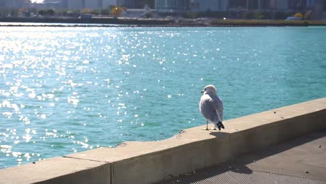 Lone-Gull-Sits-by-the-Water