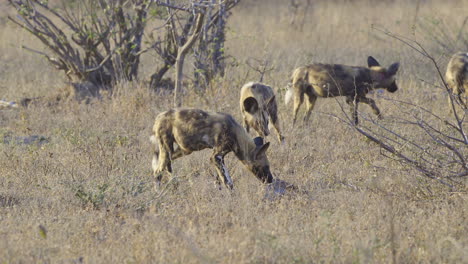 Afrikanischer-Wildhund-Oder-Gemaltes-Hunderudel,-Einer-Geht-In-Richtung-Kamera