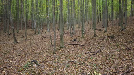 Hund-Läuft-In-Einem-Herbstlichen-Wald,-Ländliche-Szene-In-Der-Herbstsaison