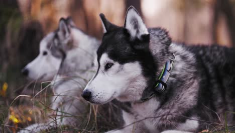 shot-of-two-husky-dogs-one-sitting-the-other-is-going-down-to-sit