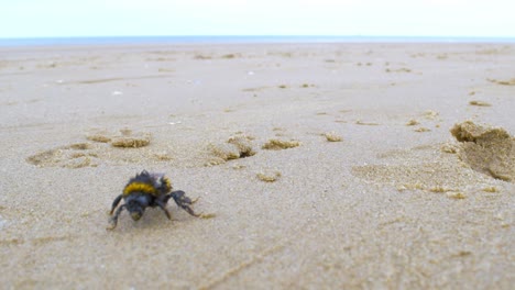 Large-exhausted-and-tired-bumble-bee-wandering-on-sandy-beach-2