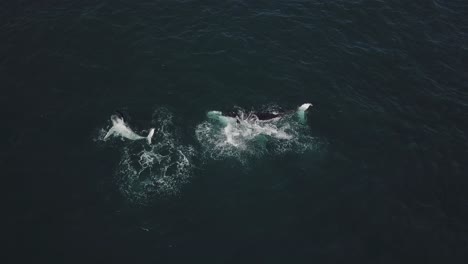 Aerial-shot-of-mother-and-calf-humpback-whales-breaching
