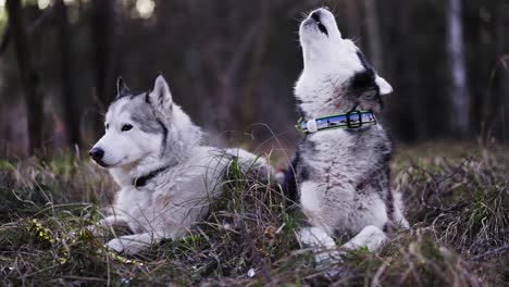 shot-of-Two-Husky-dogs-sitting-in-the-middle-of-the-grass-one-is-looking-around-the-other-is-howling