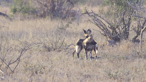 African-wild-dog-or-painted-dog,-two-standing-together,-slow-motion
