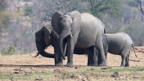 Afrikanische-Elefantenweibchen-Mit-Kalb,-Die-Wasser-Aus-Einem-Gegrabenen-Loch-Im-Sand-Bekommen,-Zeitlupe,-120fps