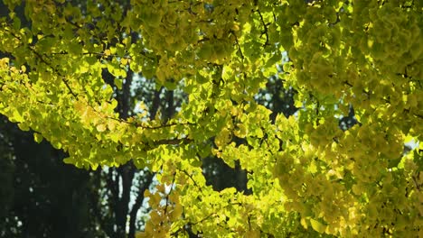 Herbstfarben-Auf-Gelben-Bäumen-In-Einem-Park-In-Boise,-Idaho-An-Einem-Warmen-Tag