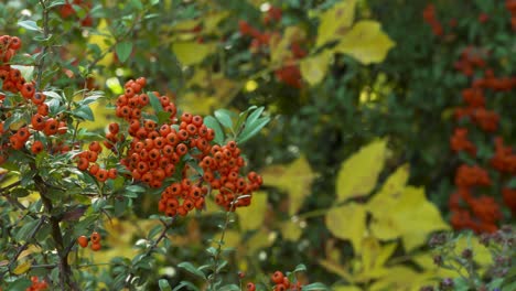 Orange-berries-on-branches-on-a-warm-fall-day-in-Boise,-Idaho