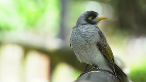 Young-juvenile-noisy-miner,-manorina-melanocephala-perching-on-the-fence-under-canopy-against-blurred-swaying-tree-leaves-background,-constantly-making-chip-chip'-calls-and-gaping-mouths
