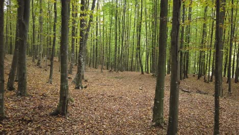Dog-running-in-an-autumn-forest,-rural-scene-on-fall-season