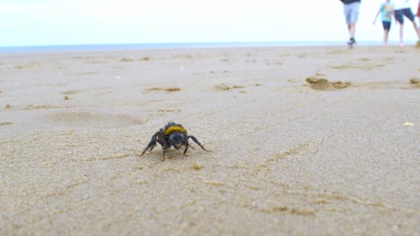 Large-exhausted-and-tired-bumble-bee-wandering-on-sandy-beach