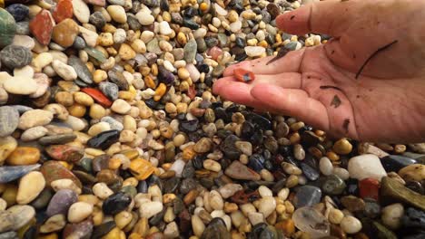 Close-up-of-a-mature-hand-searching-for-rare-and-colourful-stones-and-pebbles
