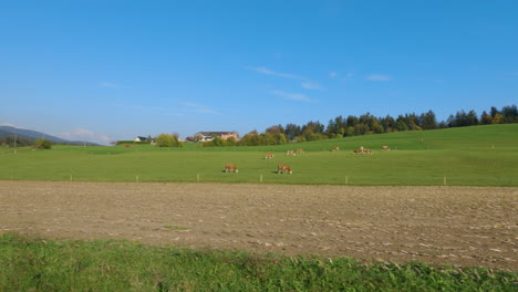 Driving-past-a-pasture-with-cows-and-a-beautiful-colorful-landscape