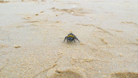Large-exhausted-and-tired-bumble-bee-wandering-on-sandy-beach-1
