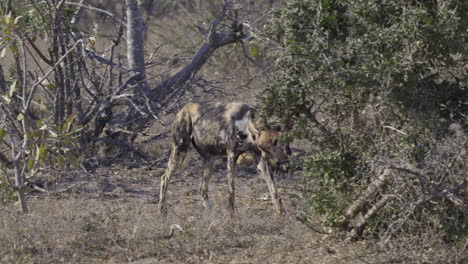 African-wild-dog-or-painted-dog,-adult-with-a-collar,-walking-in-bushveld
