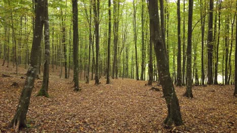 Beautiful-autumn-forest-walk,-rural-scene-on-fall-season