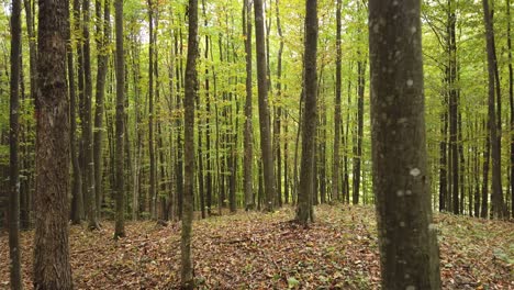 Schöner-Herbstwaldspaziergang,-Ländliche-Szene-In-Der-Herbstsaison